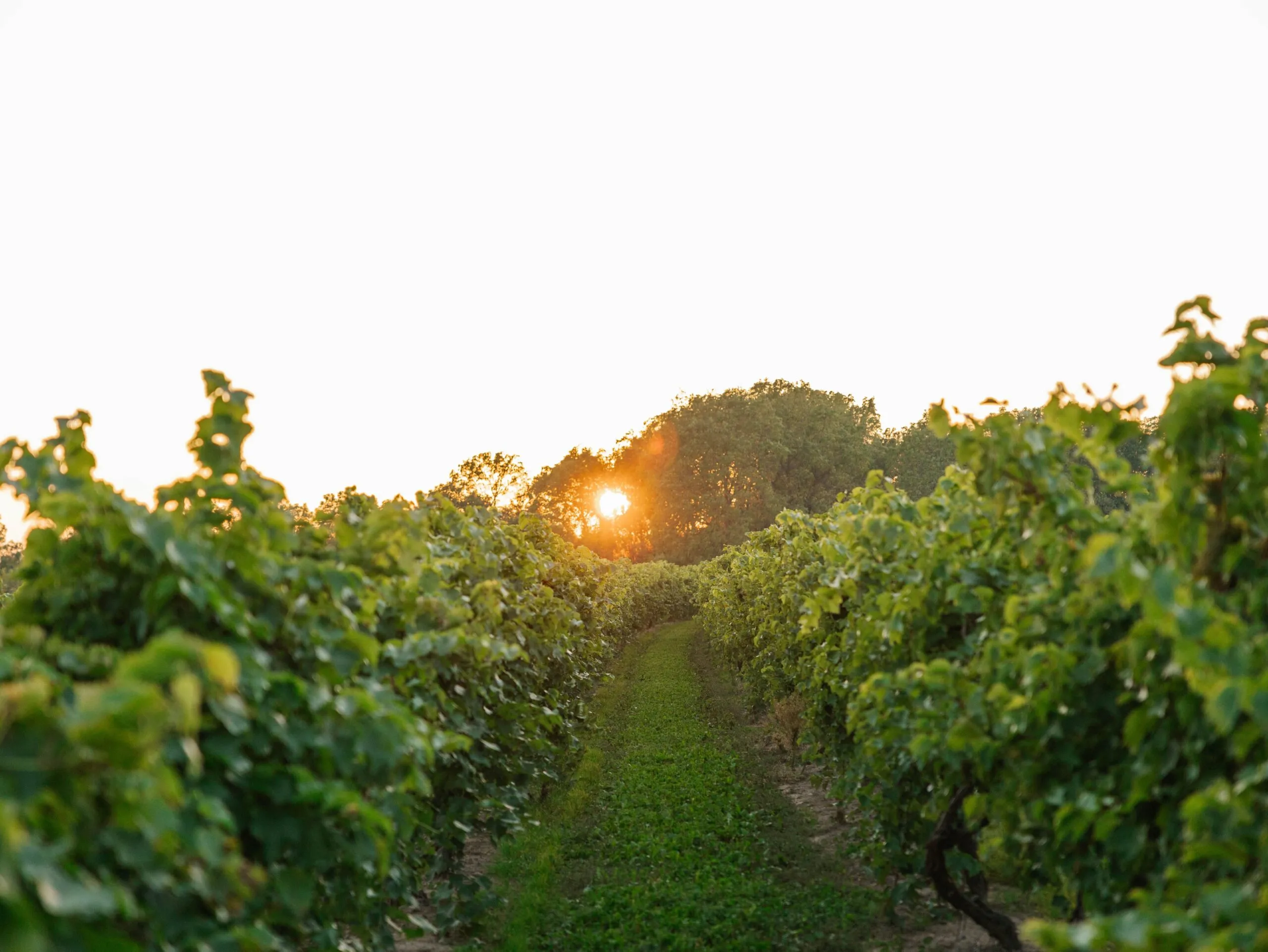 vineyard in Niagara